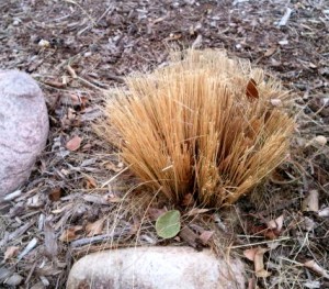 cut-back-grasses-in-spring