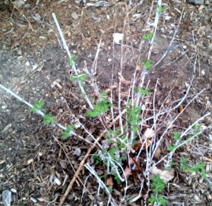 cut-back-sage-in-spring