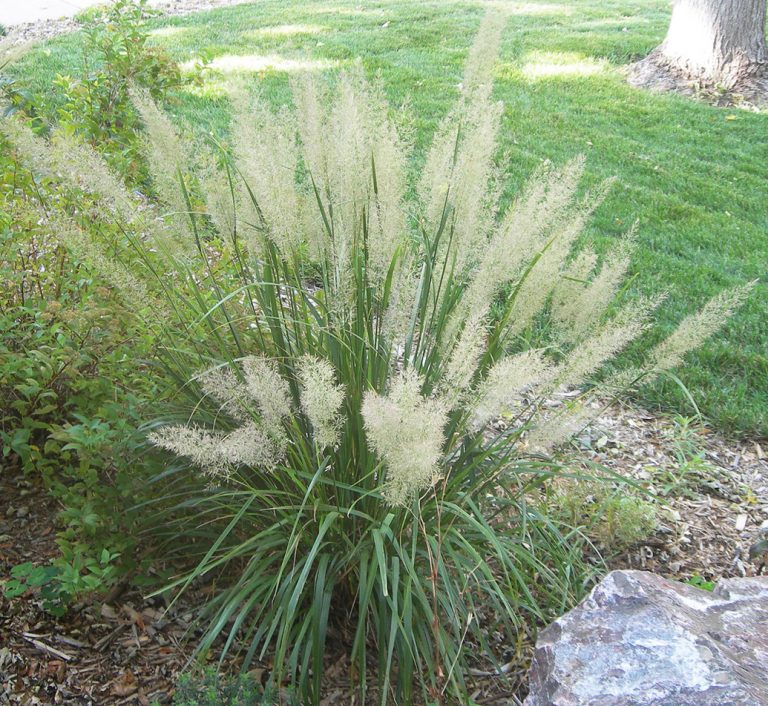 Korean Feather Grass - A Frothy Focal Point for the Part-Shade Garden ...