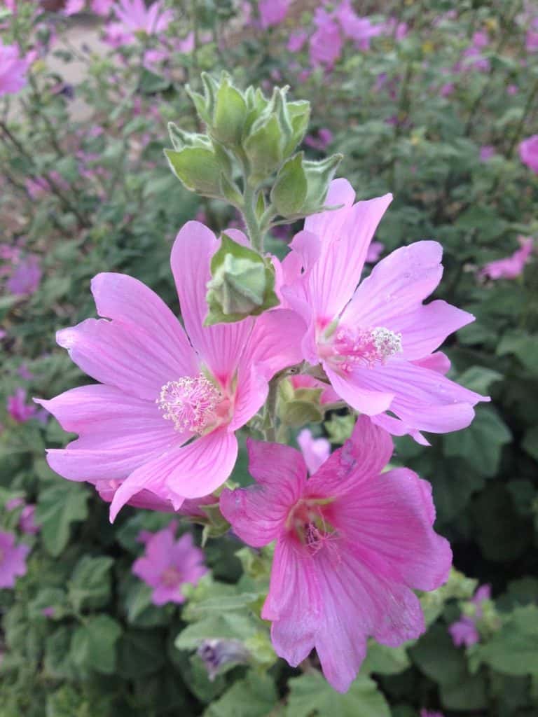 Photo of the Day: Hollyhock Mallow - Lot-Lines