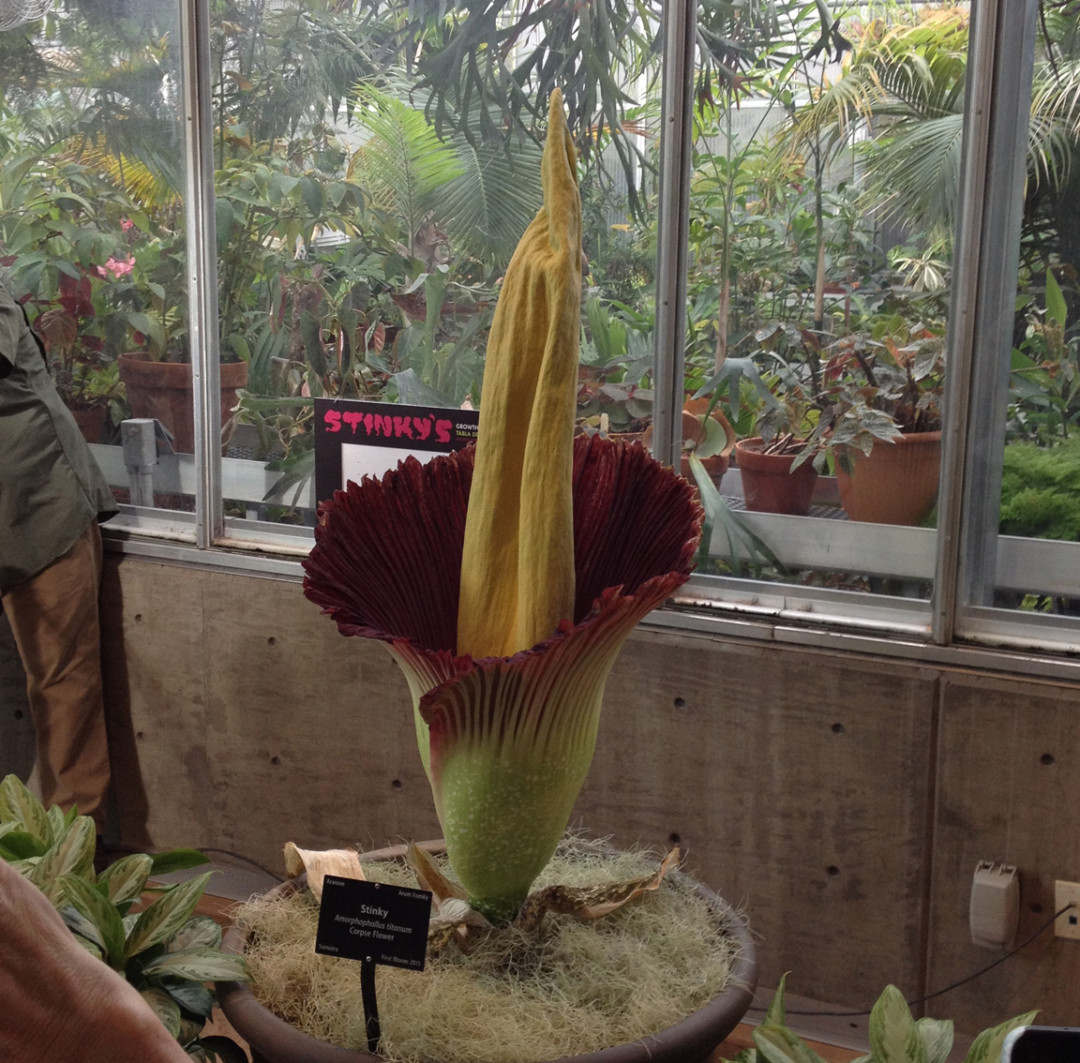 What's That Stench? – The Corpse Flower & Other Fetid Flowers - Lot-Lines