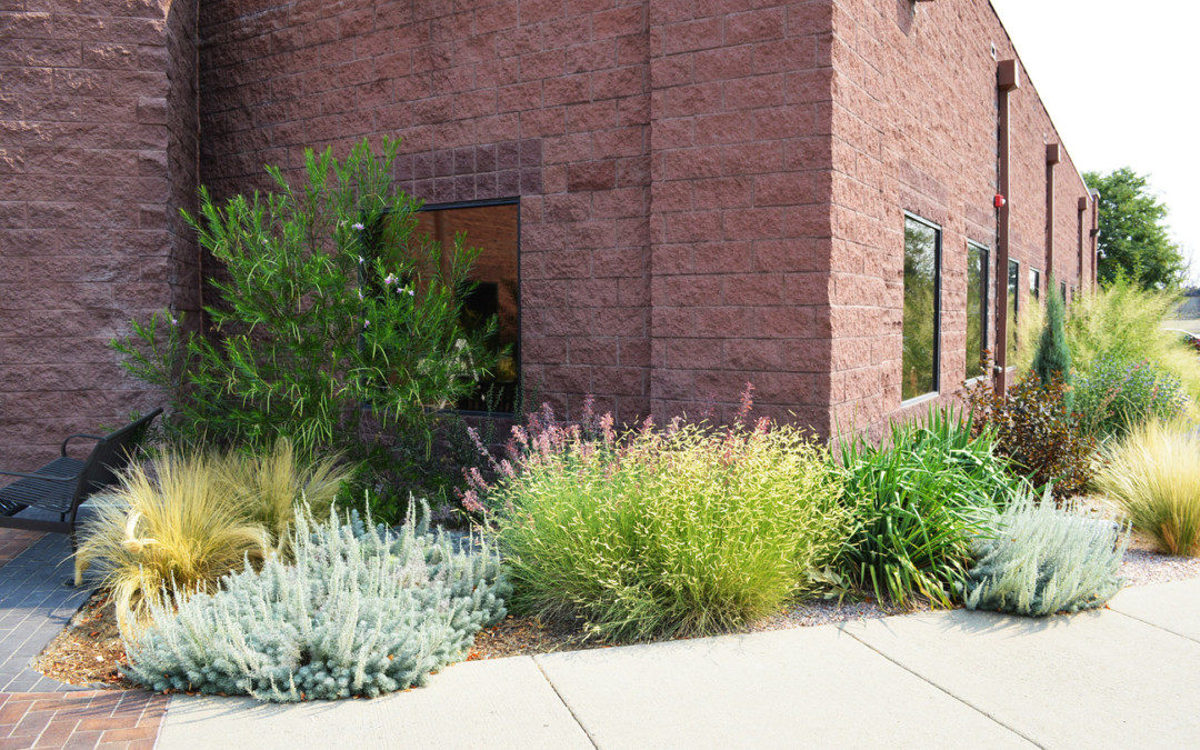 Xeriscape Archives - Lot-Lines